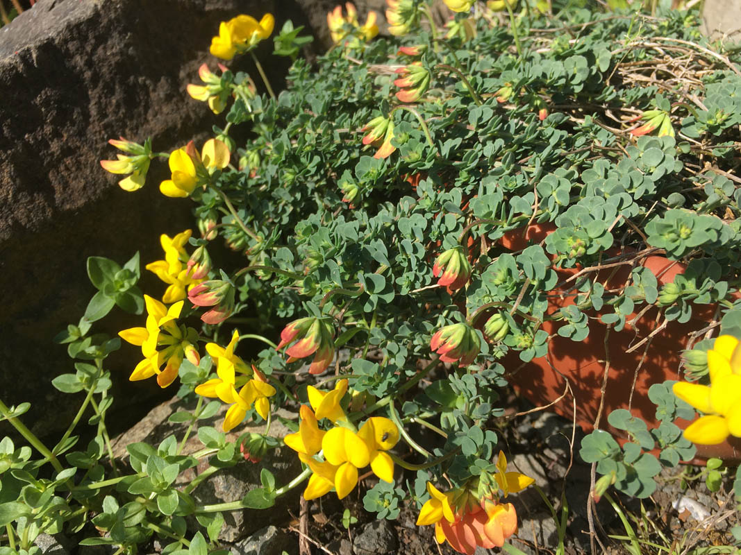 Lotus corniculatus var crassifolia